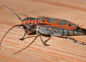 Elm Borer